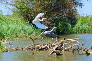 Белая (Ardea alba) и серая (Ardea cinerea) цапли                